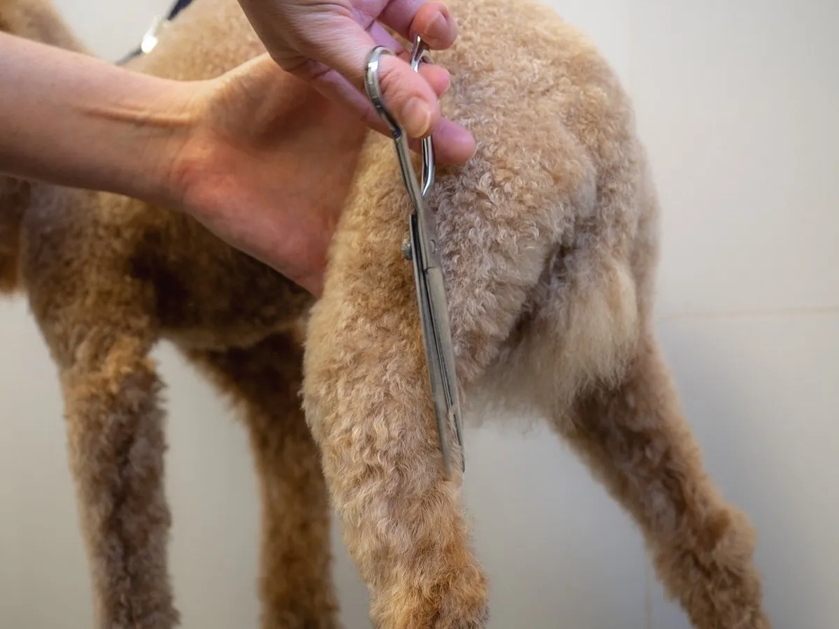 Corte de pelo a un perro de pelo rizado con tijeras en la peluquería de la Clínica Veterinaria Rincón de Loix