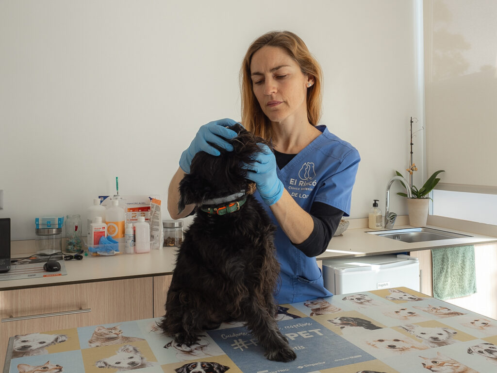 veterinario