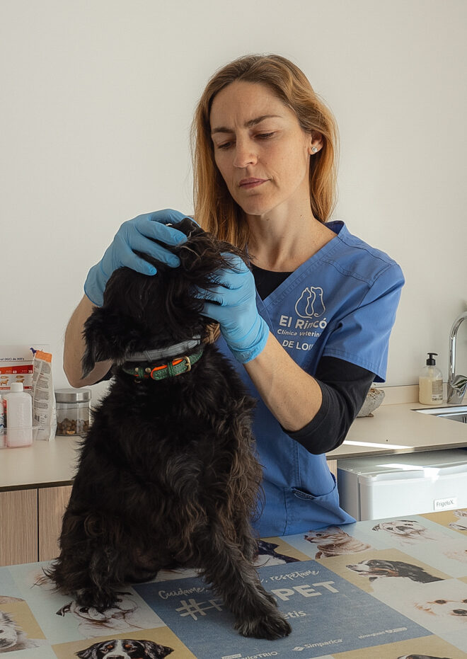 veterinario