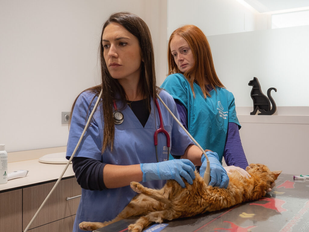veterinario