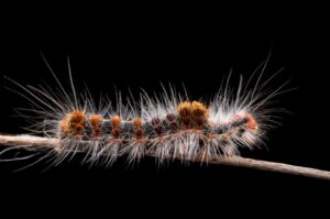 procesionaria pino perro oruga